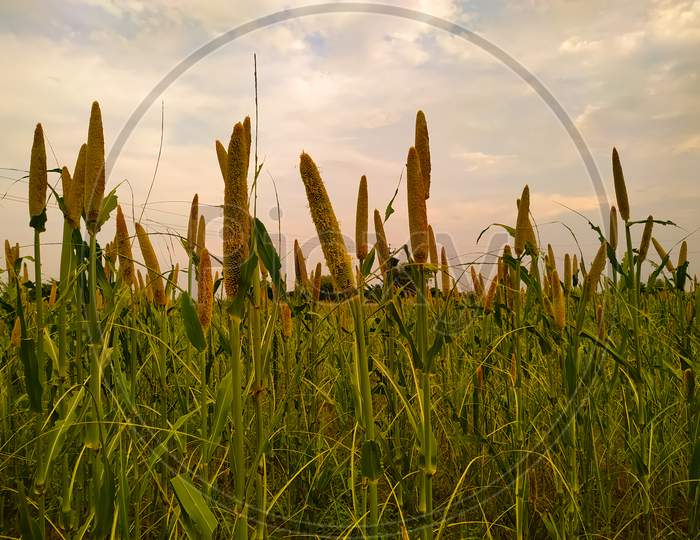 Field Of Millet In Rajasthan India