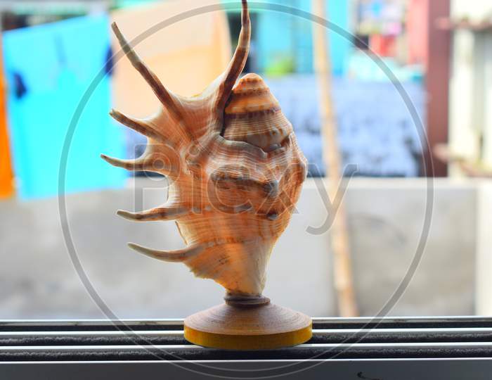 shell pen stand