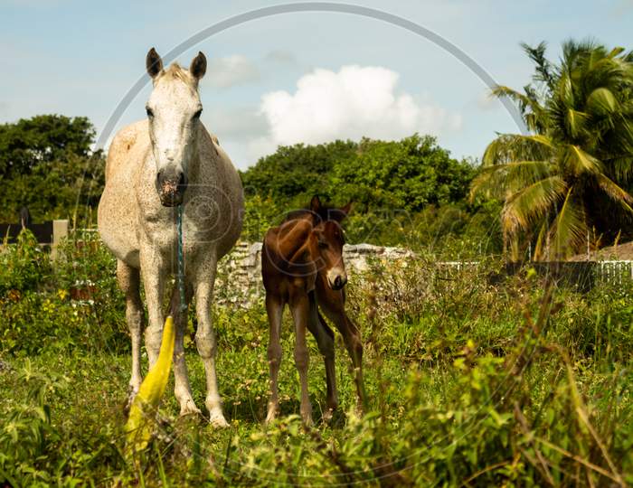Small Brown Foal Next To His White Mother.