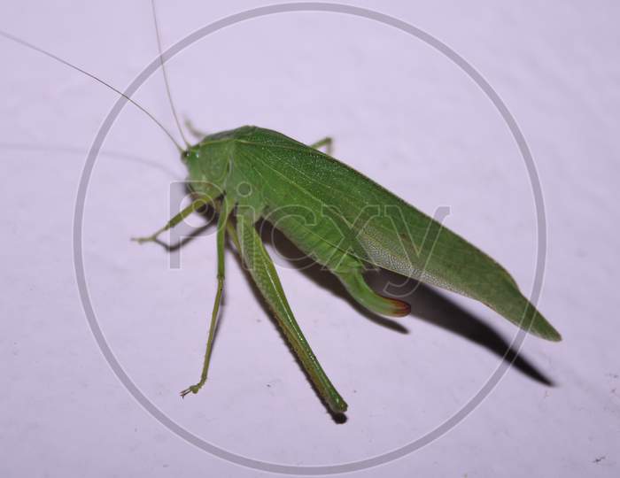 Phaneroptera Falcata, The Sickle-Bearing Bush-Cricket , Is A Species Of Bush-Cricket Belonging To The Family Tettigoniidae Subfamily Phaneropterinae.