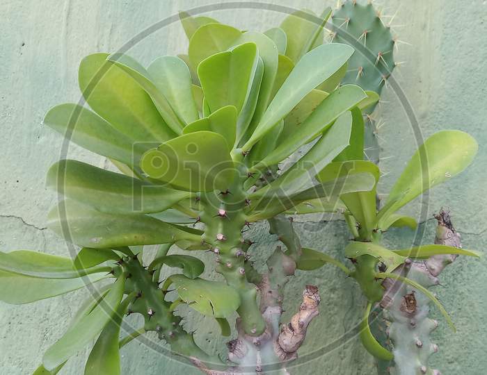 Muthiya seez, sehund plant, Hedge euphorbia with green background