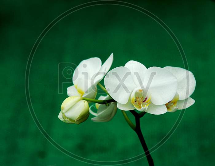 White Orchid Buds And Flowers