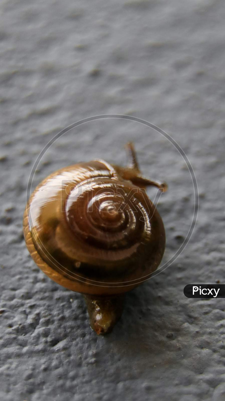 spiral shaped shell of a brown garden glass snail
