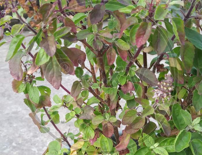 Tulsi plant, Basil plant in pot