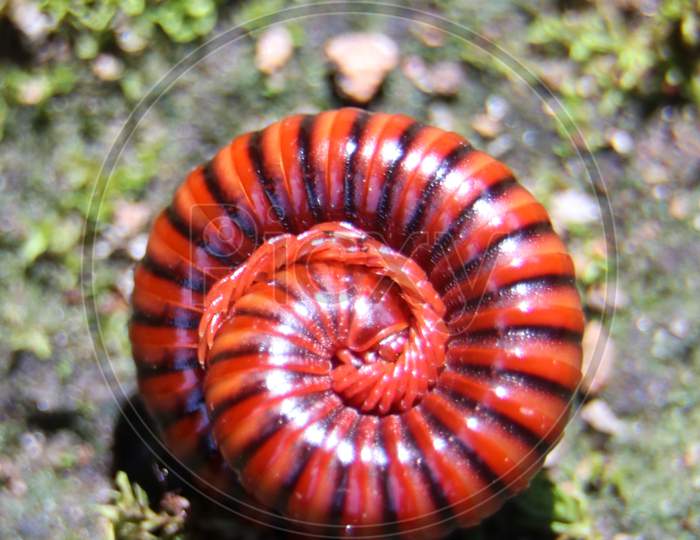giant red millipede with black stripes curled up into a spiral