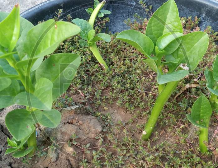 Poi plant, Basella alba, Indian spinach