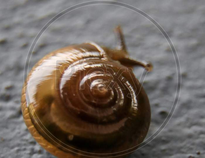 spiral shaped shell of a brown garden glass snail