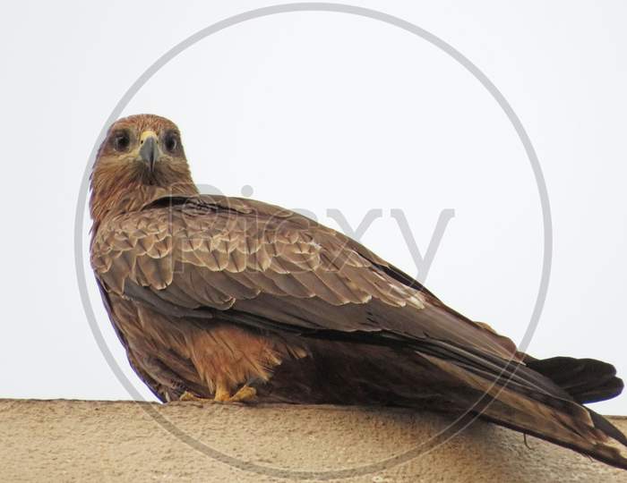 Brown eagle(black kite)