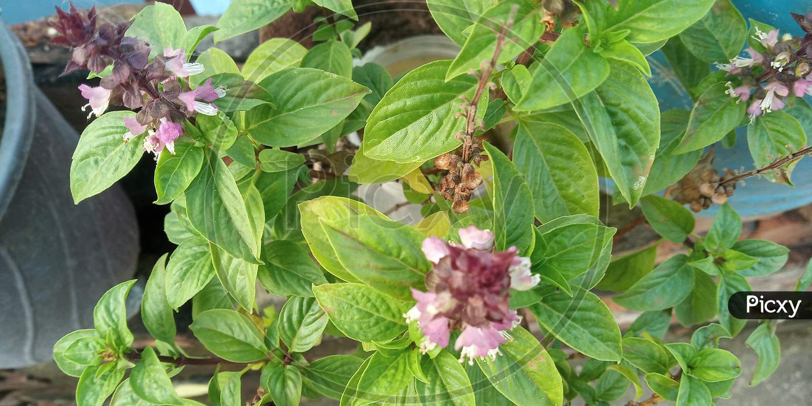 Sweet Tulsi plant, sweet basil with flowers