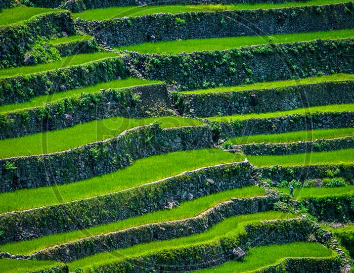 Greenview field of the magnificent Rice Terraces