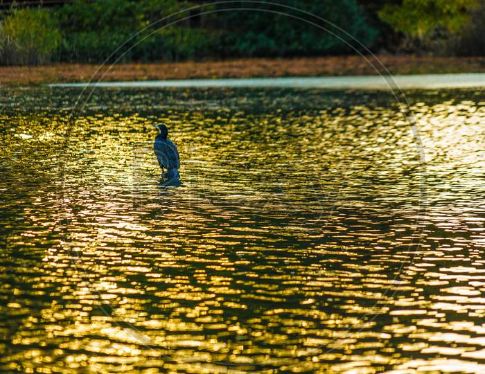 Aosagi Standing In The Well Pond Of Dusk