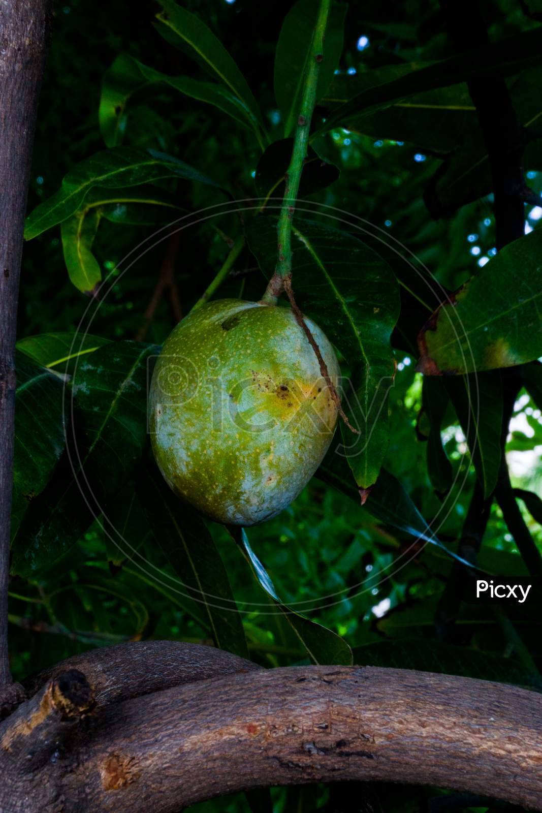 A Mango Hanging On Tress