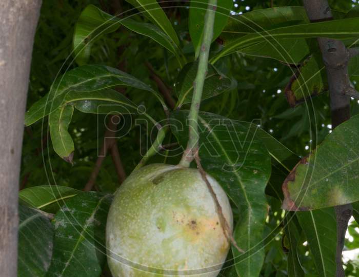 A Mango Hanging On Tress