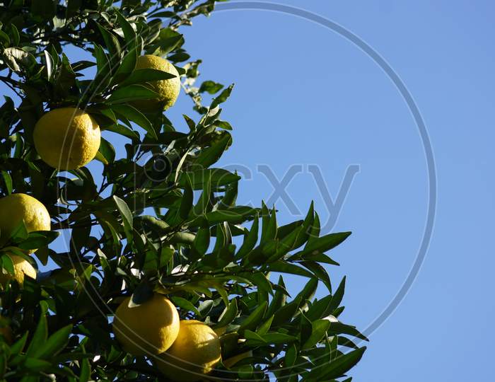 Of Citrus Fruit Image