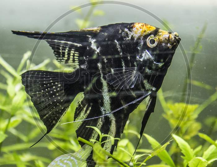 Image of Black Fish in an Aquarium with GrassMK730941Picxy