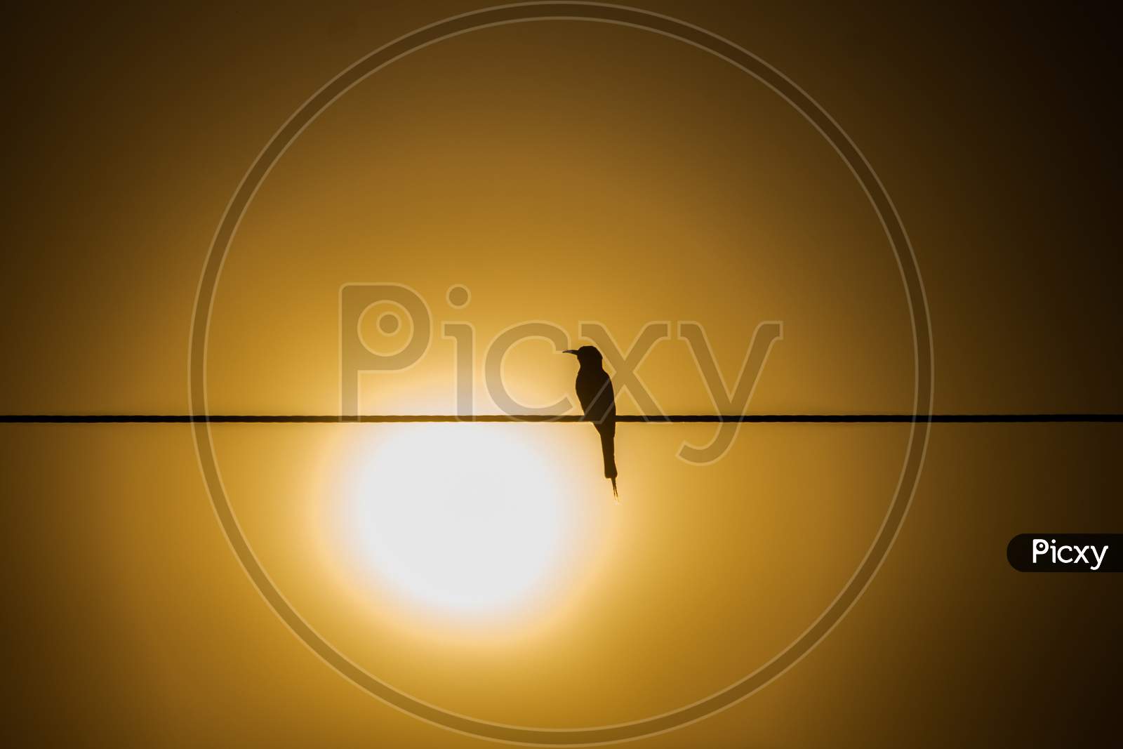 A Bird Is Sitting On The Wire.  The Picture Was Taken With The Sun Behind.