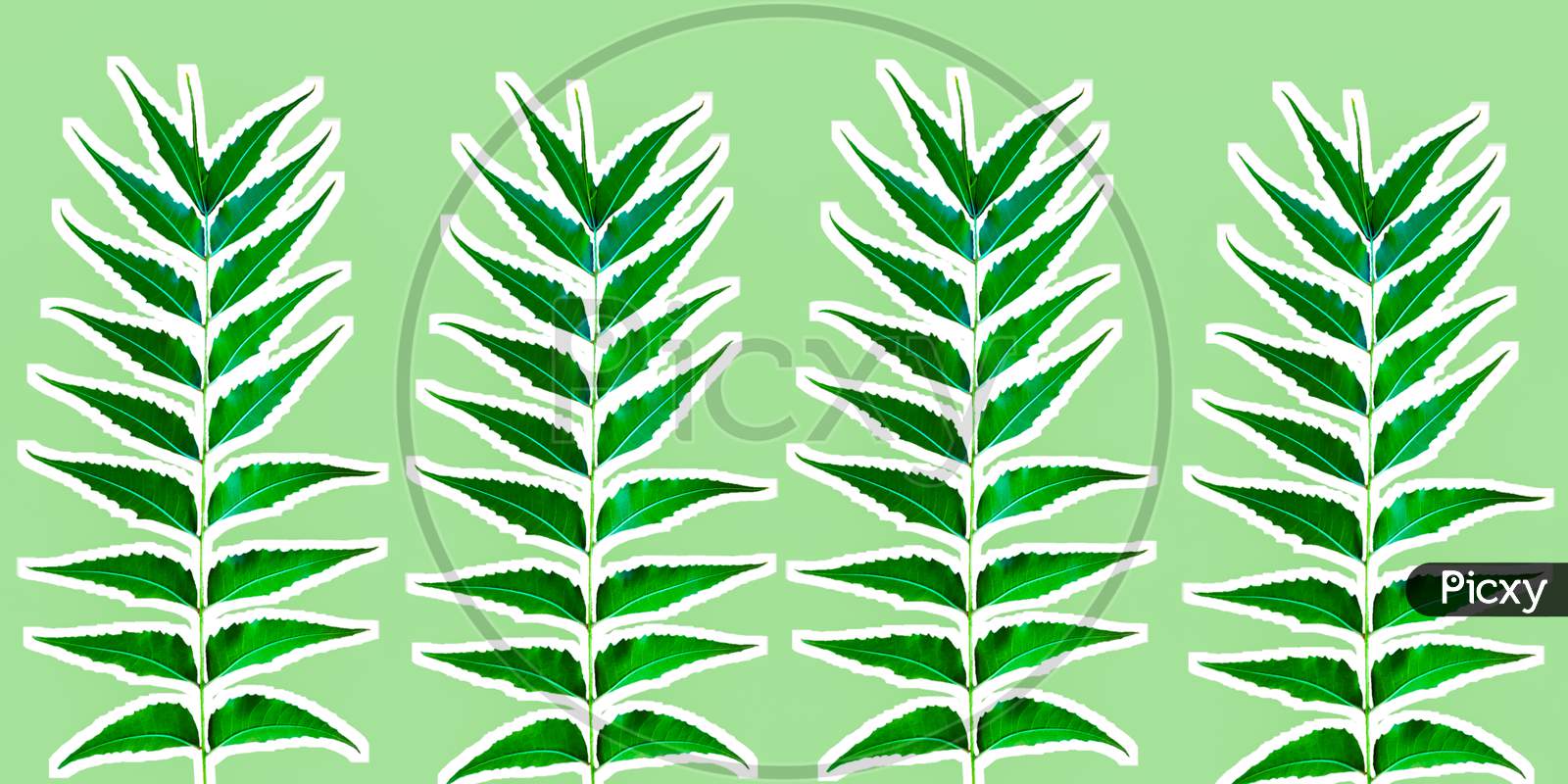 Image of Azadirachta Indica Or Neem Leaves On Mint Backgroud With ...