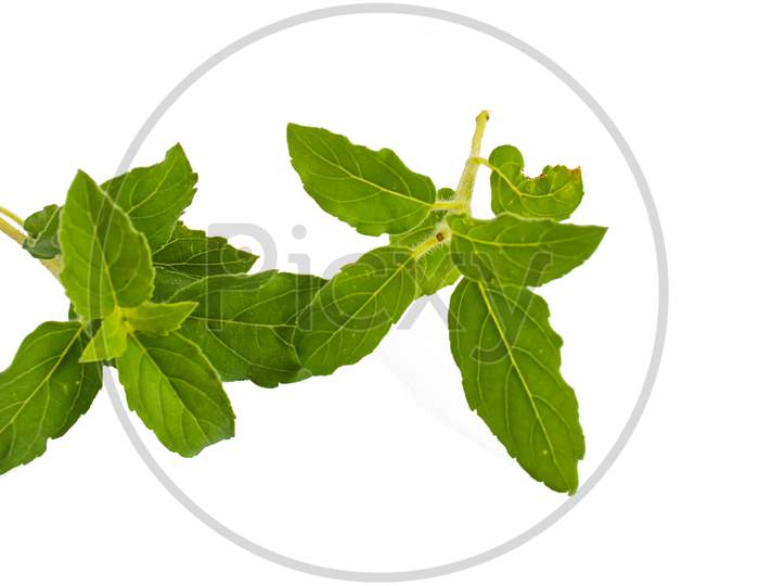 Indian Wild Basil Leaves On A White Background.