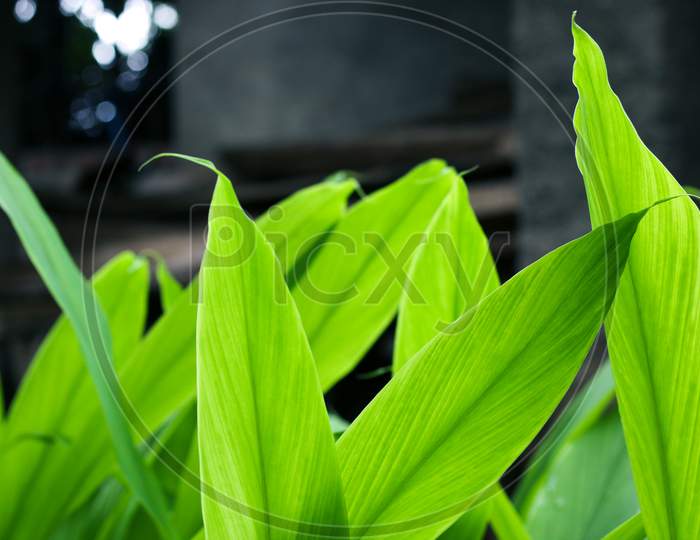 Turmeric, Haldi (Curcuma Longa) Plant Leaves Isolated. Asian Herb, India. Herbal Plant, Turmeric, Haldi Farming.