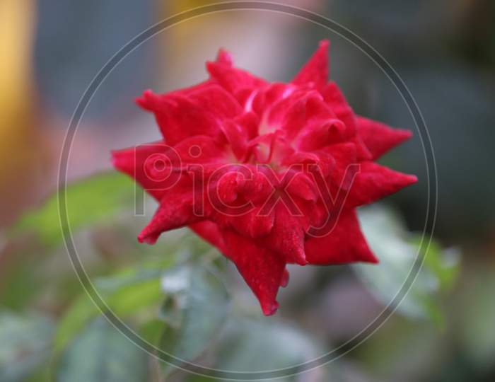 Close Up View Of Red  Rose  With Blur Background