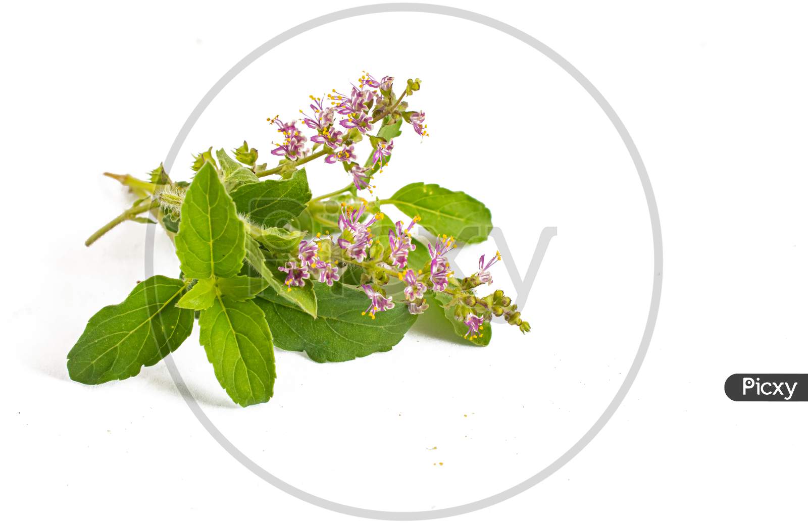 Indian Wild Basil Leaves With Flowers Of Basil On A White Background.
