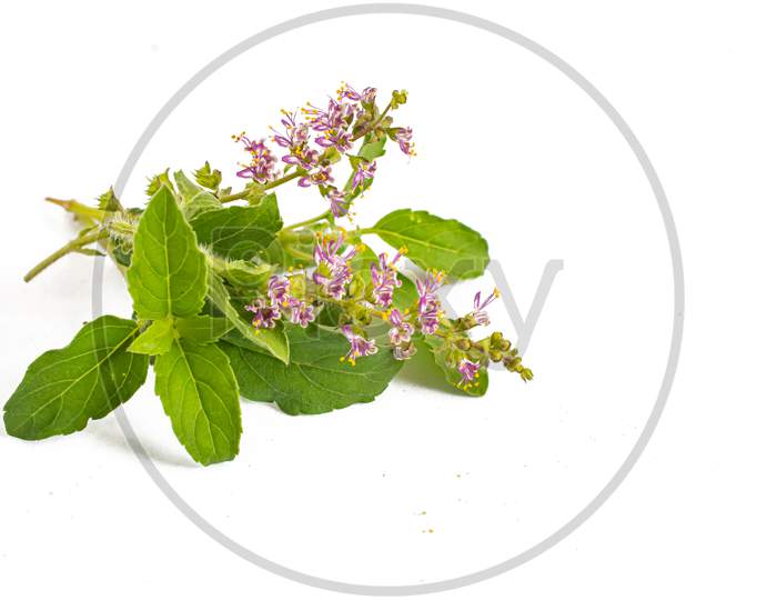 Indian Wild Basil Leaves With Flowers Of Basil On A White Background.