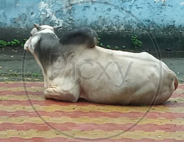 Cow Sleep Theme