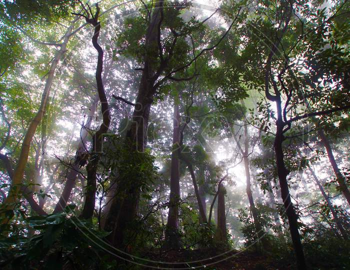 Misty Forest (Takao Mountain)