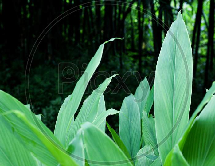 Turmeric, Haldi (Curcuma Longa) Plant Leaves Isolated. Asian Herb, India. Herbal Plant, Turmeric, Haldi Farming.
