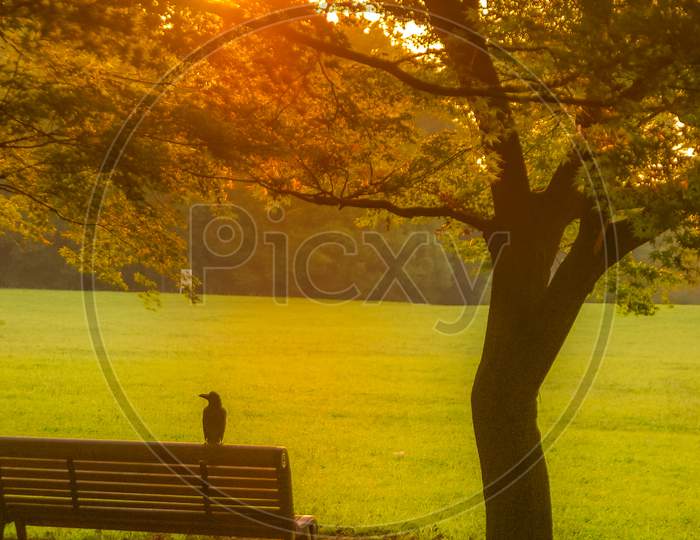 Crow Nestled In The Twilight Of The Bench