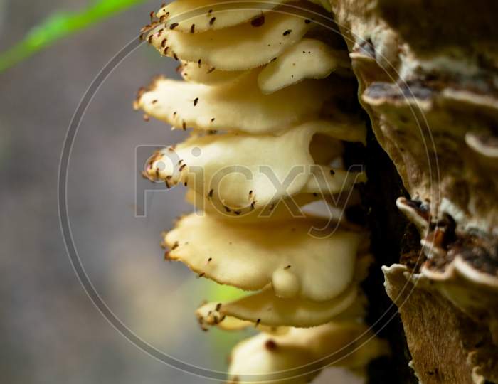 Cream Color Mushroom Or Conk On A Decaying Wood Trunk From Western Ghats, Selective Focus