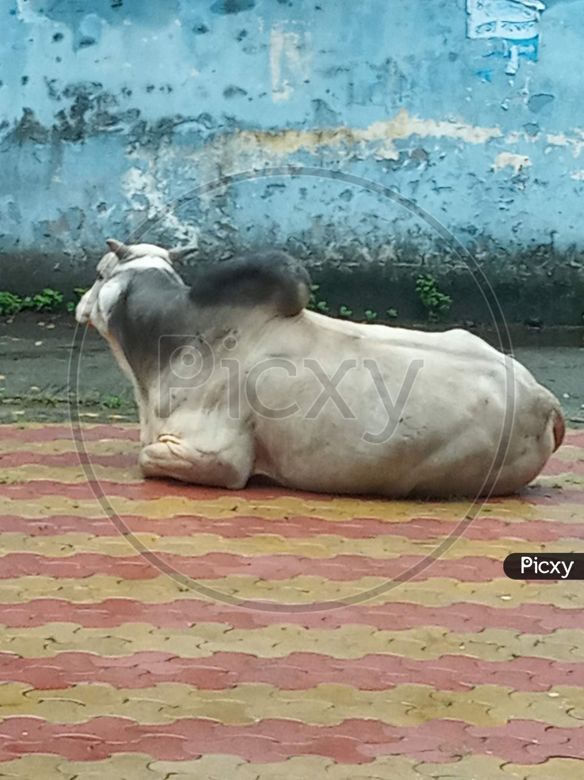 Cow Sleep Theme