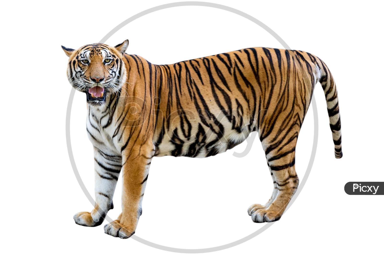Tiger White Background Isolate Full Body