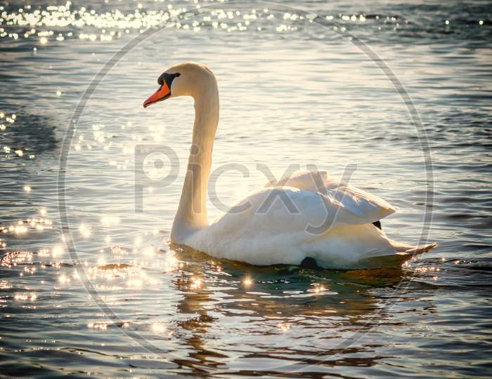 A Beautiful White Swan Is Swimming In The Water.