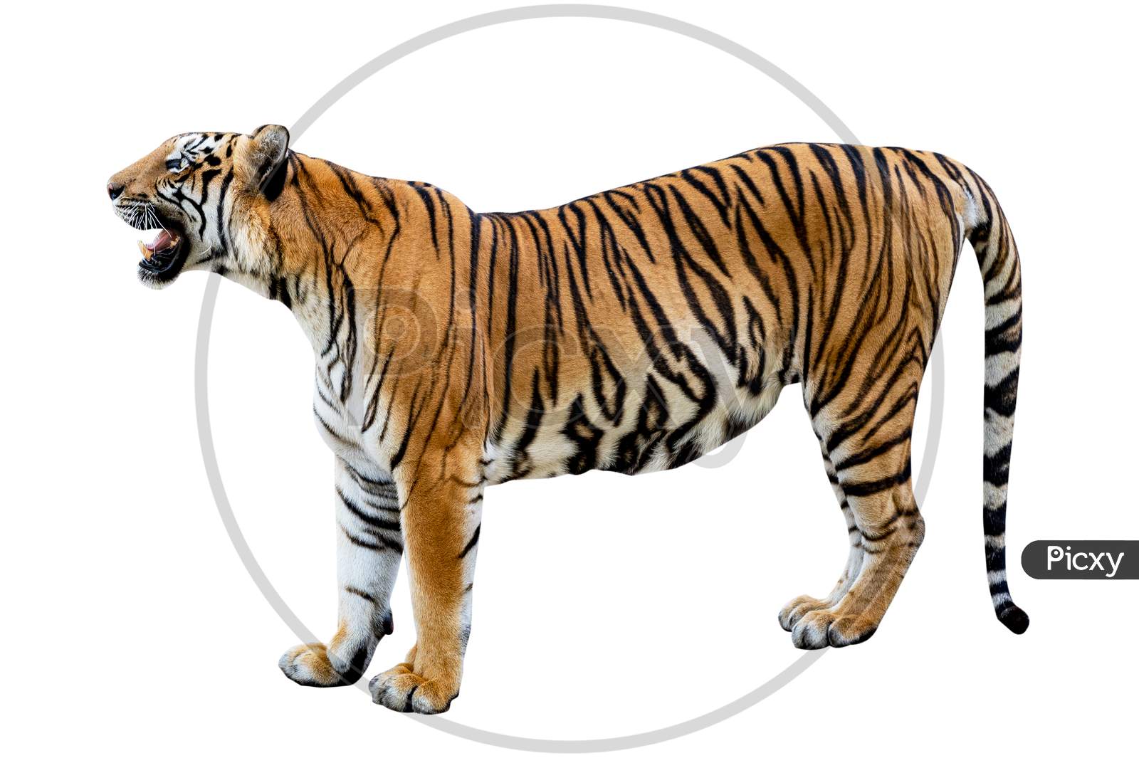 Tiger White Background Isolate Full Body