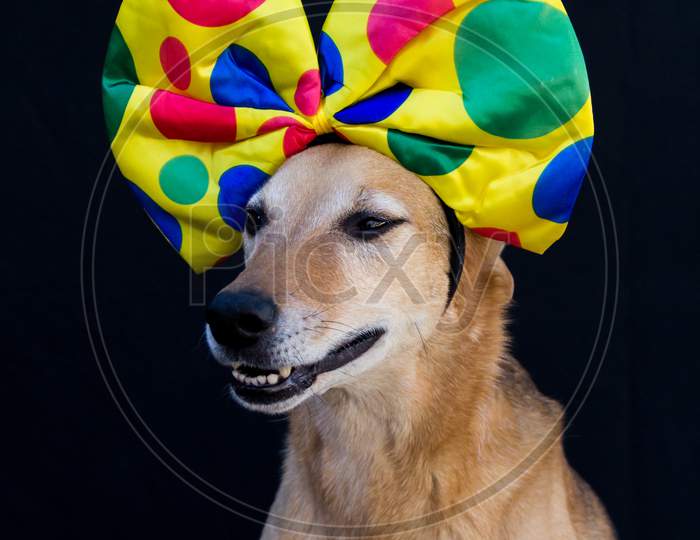 Portrait Of Dog With A Big Polka Dot Bow On His Head