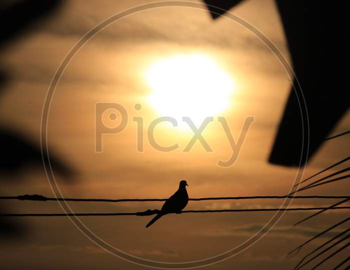 Silhouette Of The Bird Sitting In Golden Light And The Sunrise