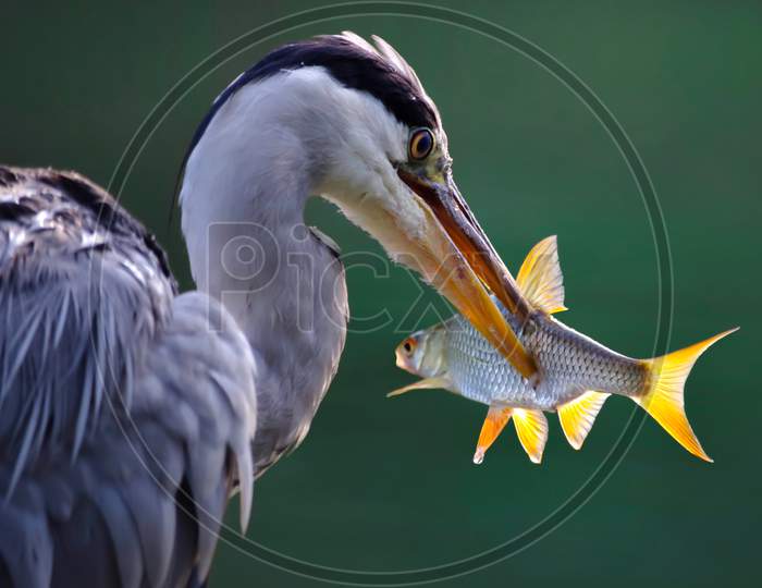 A Bird Has Hunted Fish.  An Extraordinary Picture.  The Image Can Be Used For Commercial Purposes.