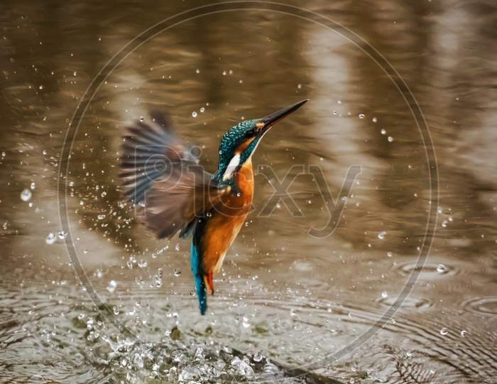 A Beautiful Picture Of A Fisher Bird