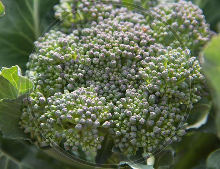 Image of Broccoli Flower Close Up In The Organic GardenUO609372Picxy