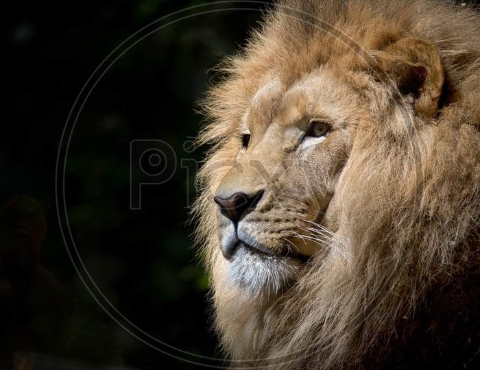 Portrait Of A Lion In Black Background.