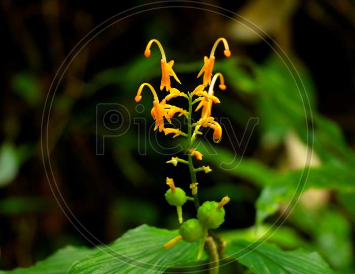 Yellow Color Flowers Of  Wild Plant In The Zingiber Family, Native Plant From Western Ghats