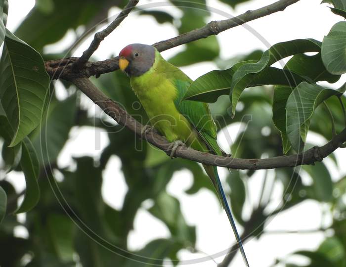 Plum headed parakeet