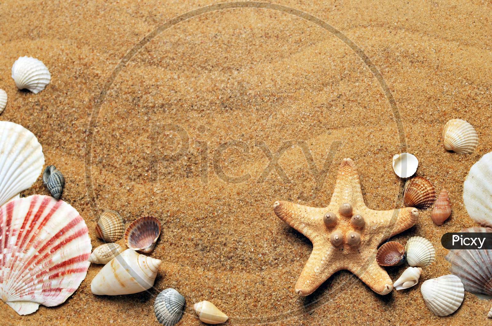 Brown Sand And A Variety Of Snails.  The Image Can Be Used As Wallpaper.