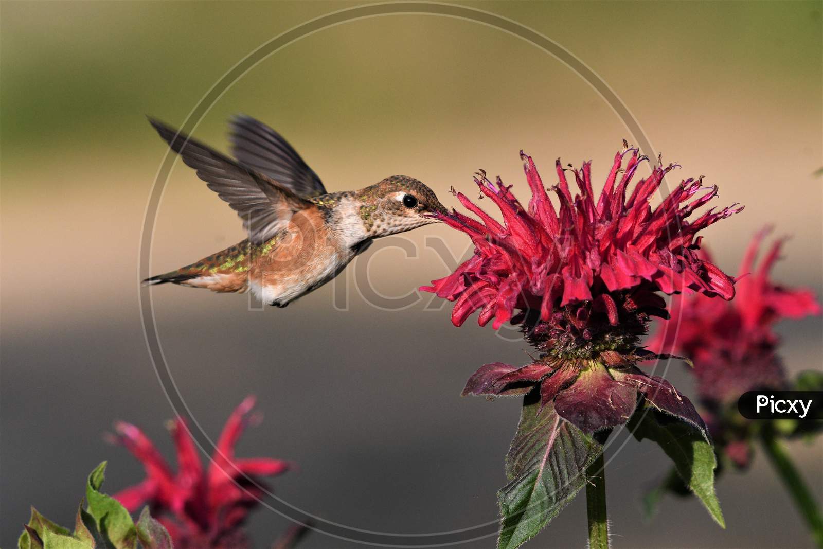 A Hummingbird Is Collecting Honey From A Red Flower