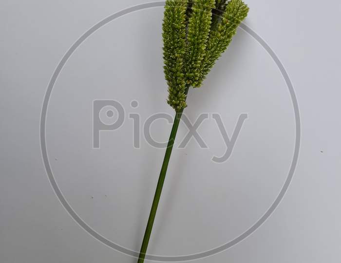 Young Ragi Or Finger Millet Grains Bunch Isolated On White Background
