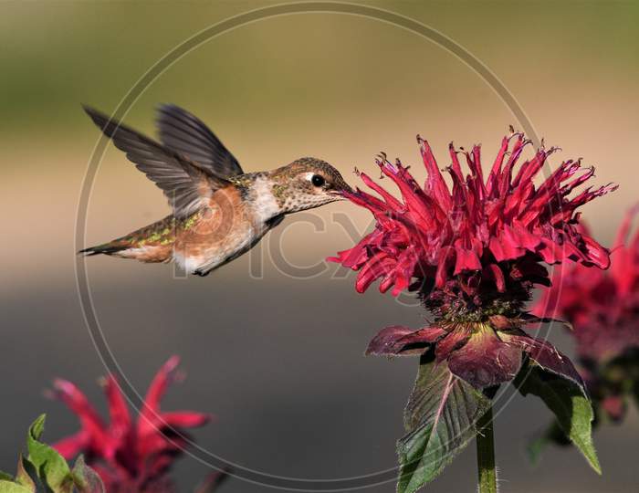 A Hummingbird Is Collecting Honey From A Red Flower