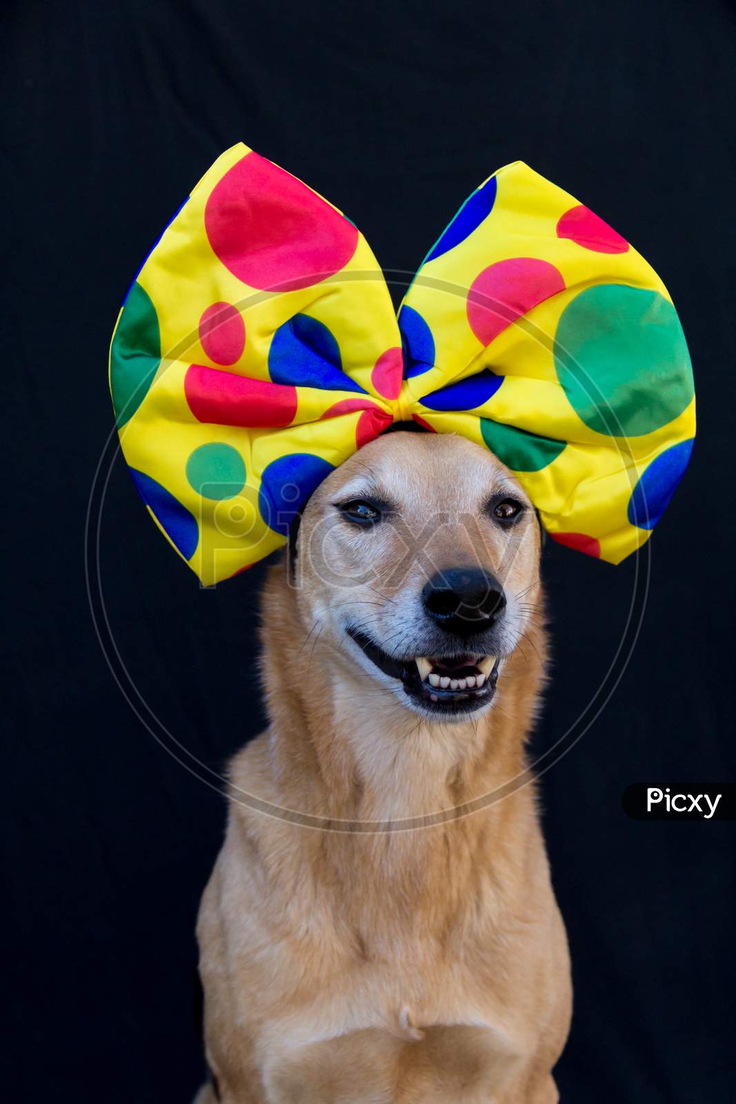Portrait Of Dog With A Big Polka Dot Bow On His Head