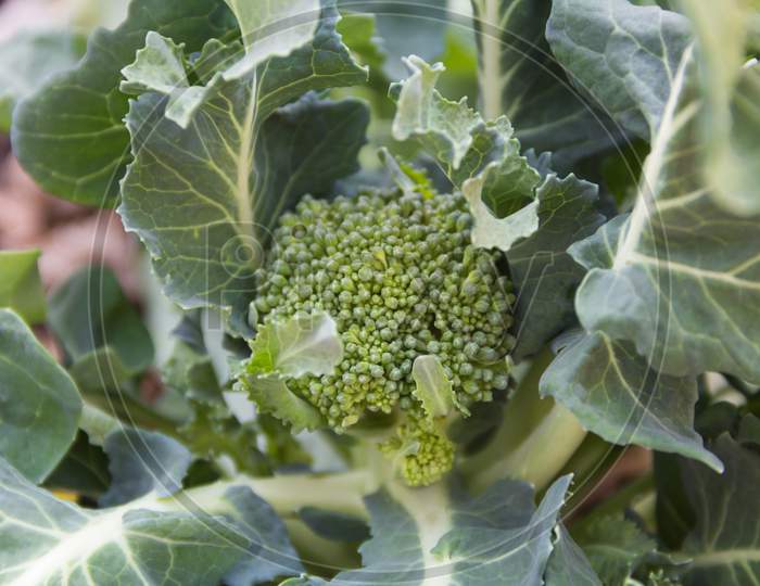 Broccoli Flower Close Up In The Organic Garden