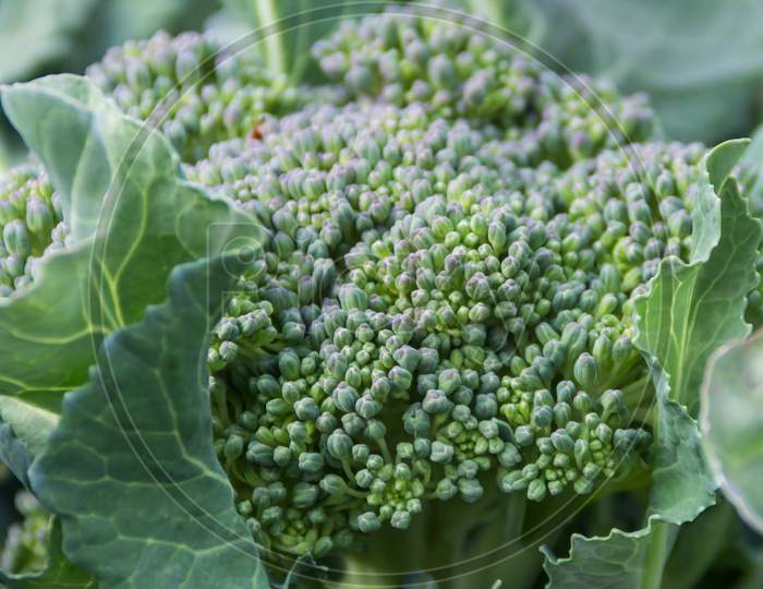 Broccoli Flower Close Up In The Organic Garden